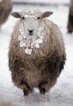 Snow Sheep Kent Dec. 2005 for BBC National News ~ HVC